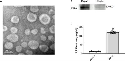 Role of Outer Membrane Vesicles From Helicobacter pylori in Atherosclerosis